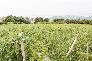 龍門(mén)生產(chǎn)基地